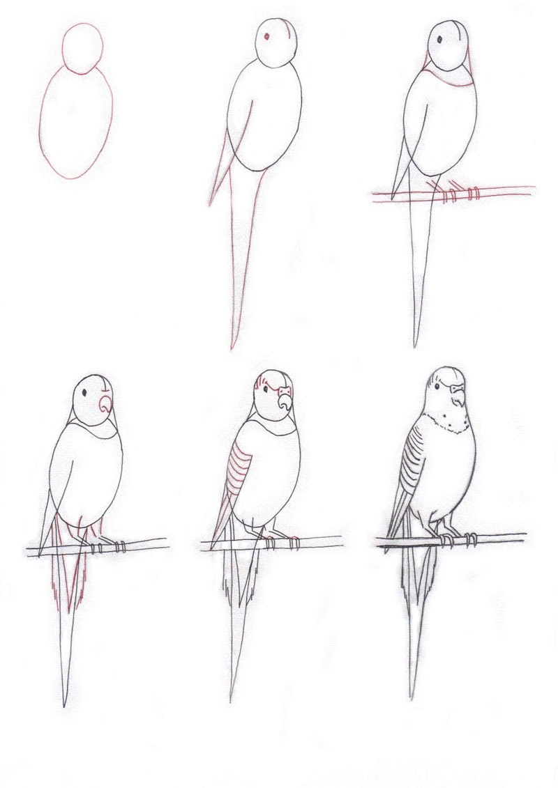 Как рисовать попугая поэтапно