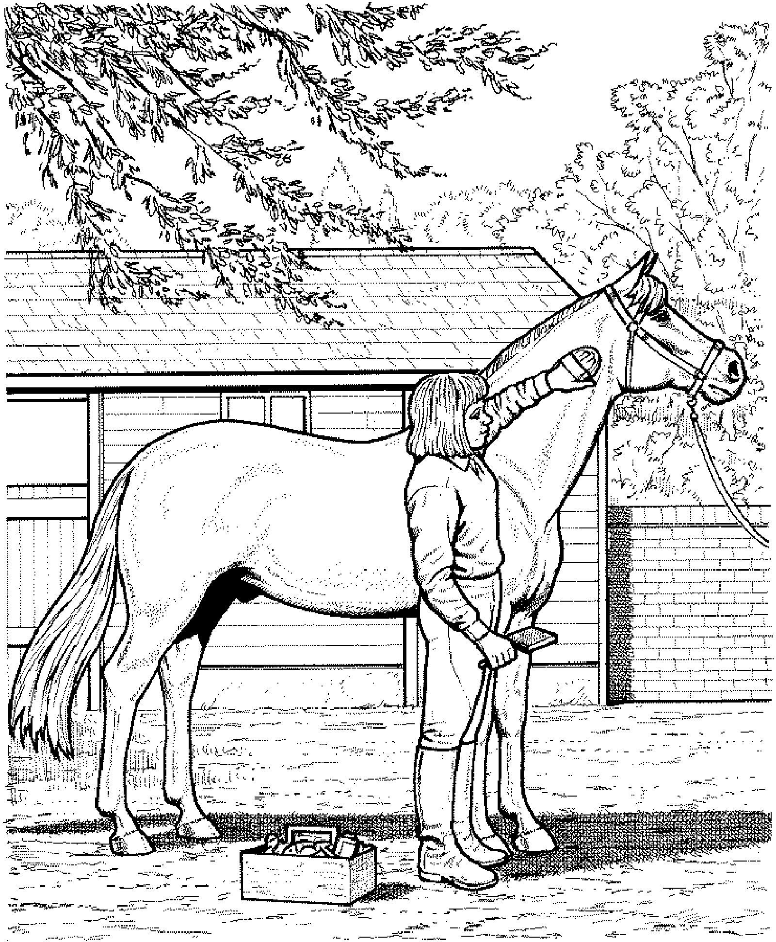 Конюшня рисунок. Раскраска. Лошади. Раскраски про лошадей верхом. Раскраска лошадь с человеком. Лошадка в конюшне раскраска.