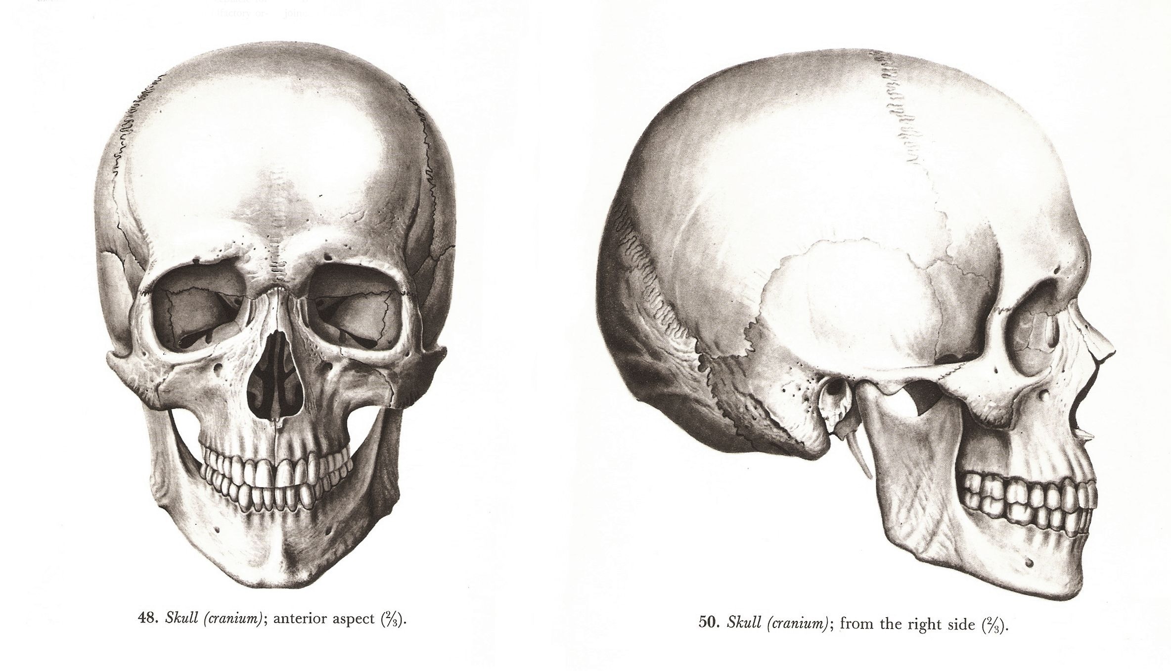 Череп 3 4 рисунок