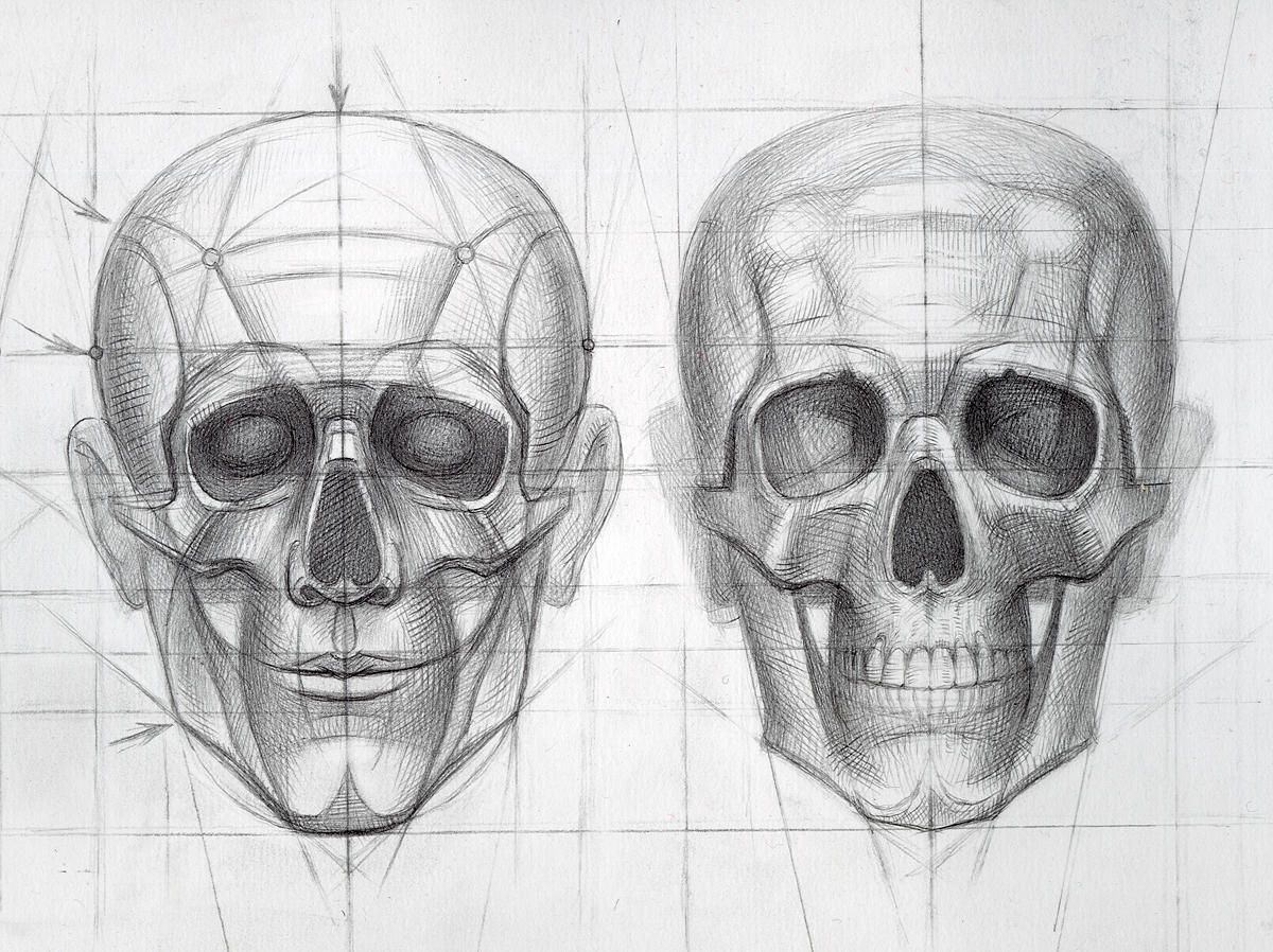 Череп в анфас рисунок
