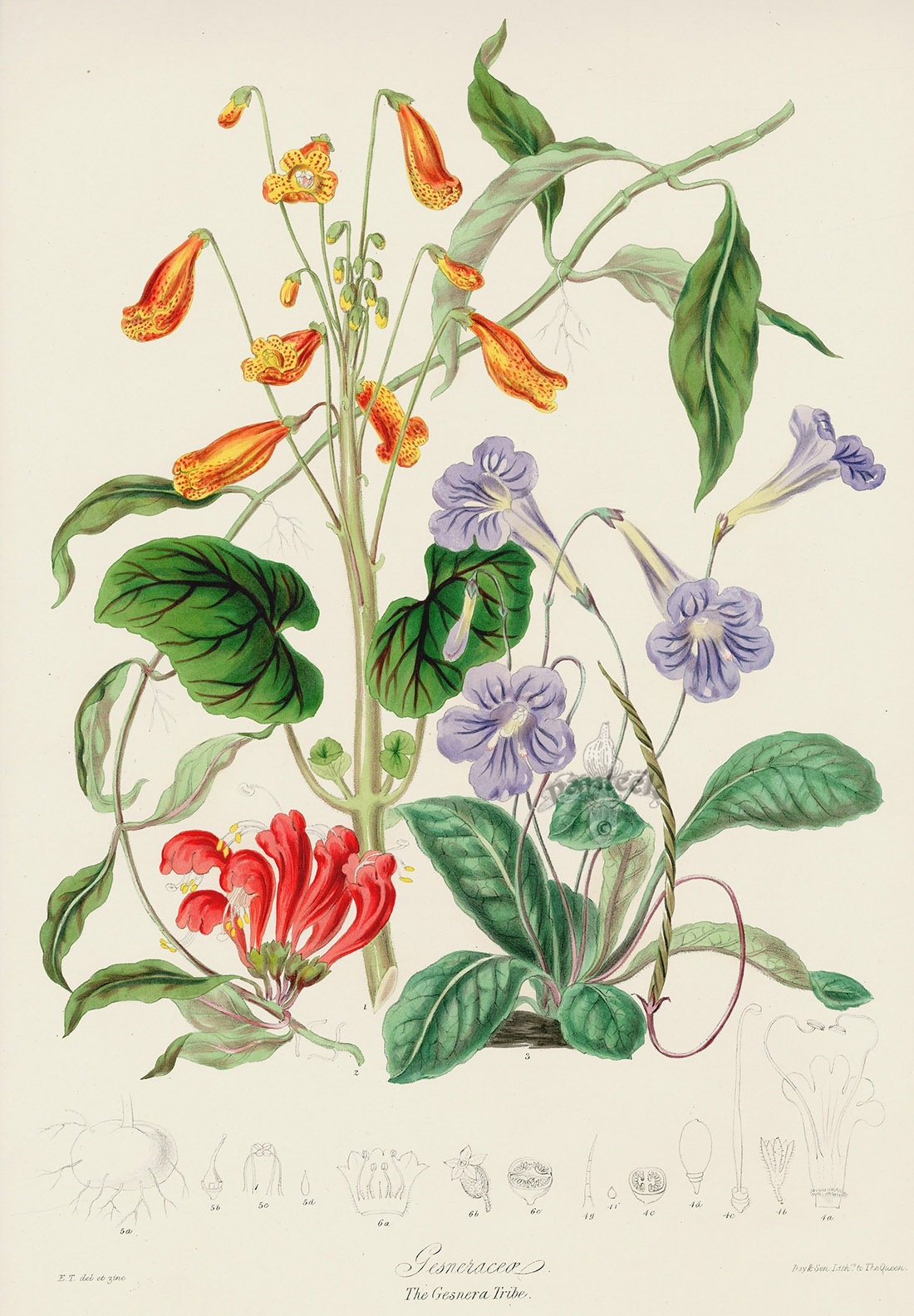Красивая ботаника. Ботанические иллюстрации Elizabeth Twining. Маргаритка Botanical. Ботаническая иллюстрация Джона Уилкерса.