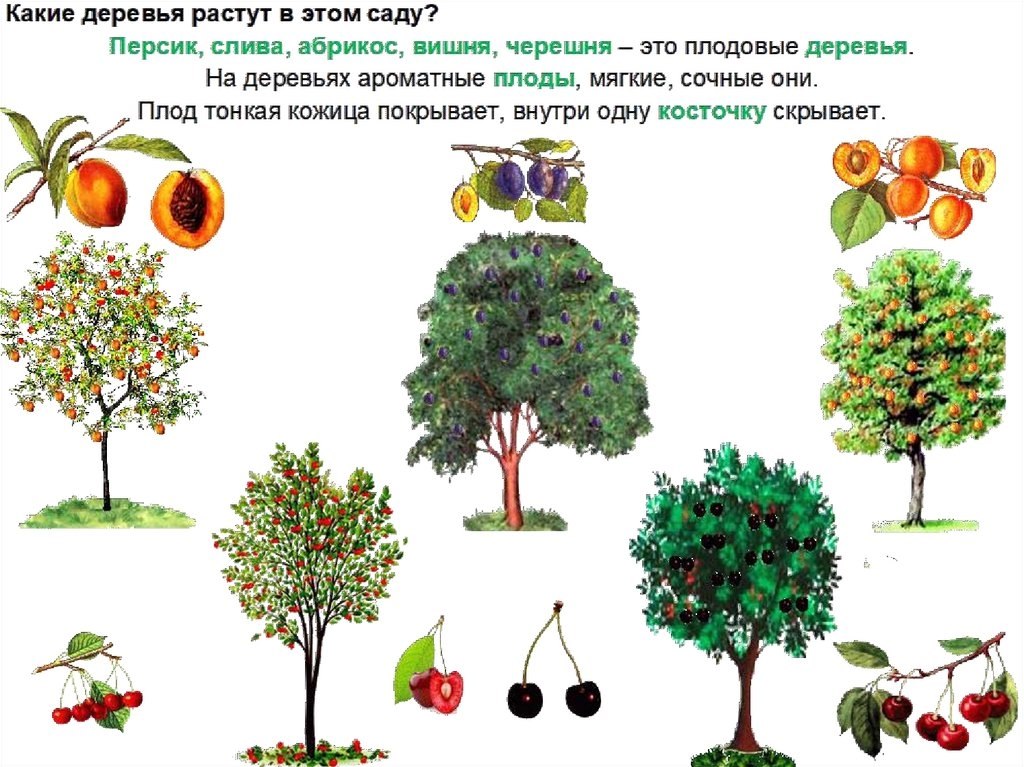 Плодовые деревья картинки для детей