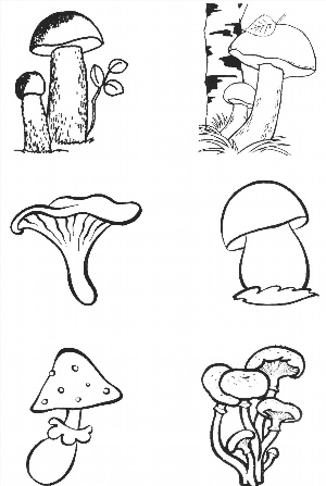 Как нарисовать съедобные грибы