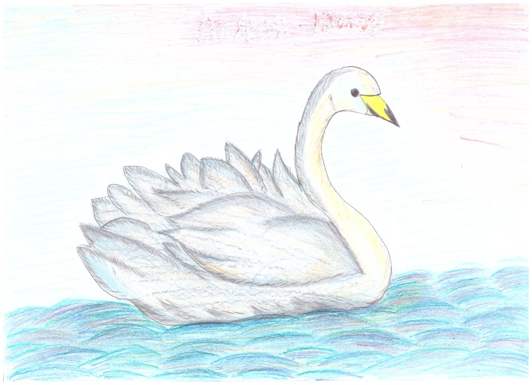 Лебедь для срисовки карандашом. Лебедь-кликун отряд. Лебедь кликун нарисовать. Лебедь кликун нарисовать карандашом. Рисунок лебедя для срисовки.