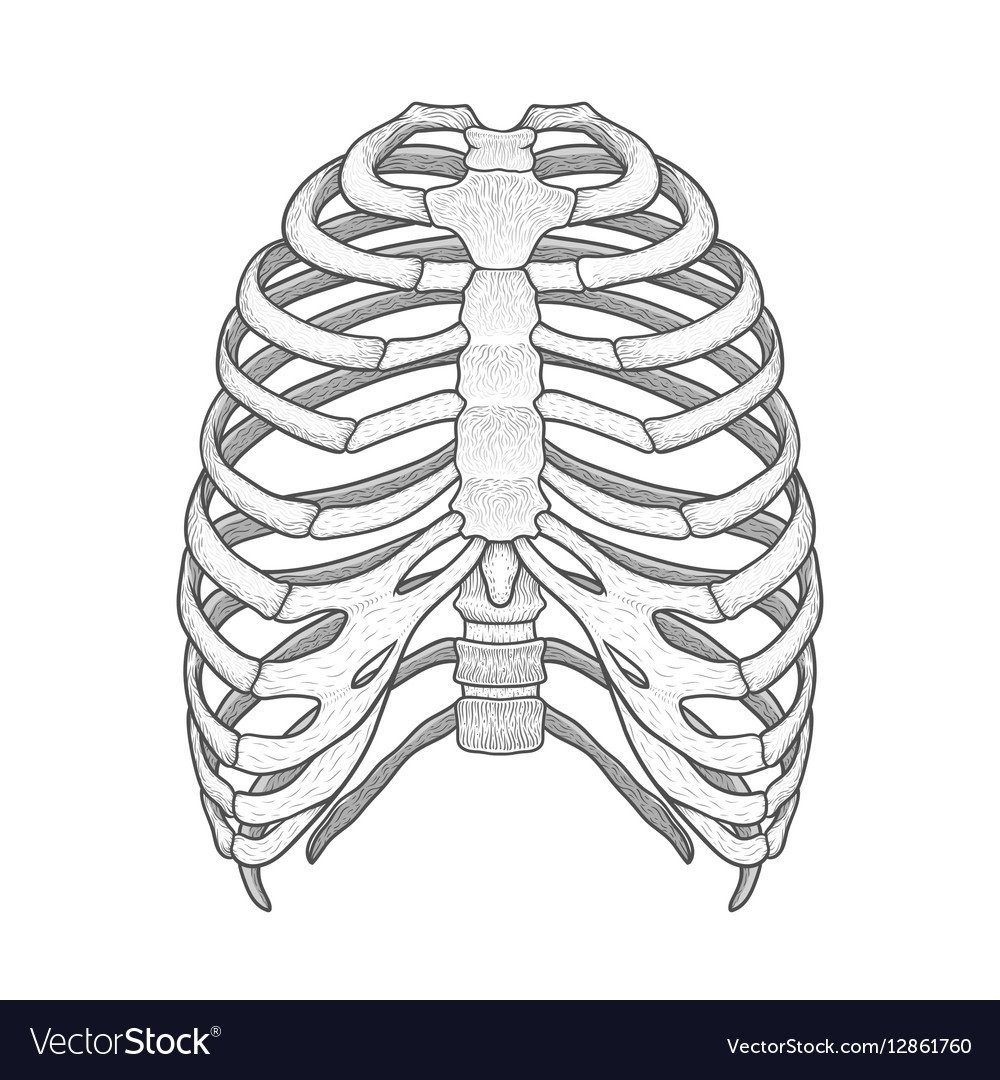 Рисунок костей грудной клетки