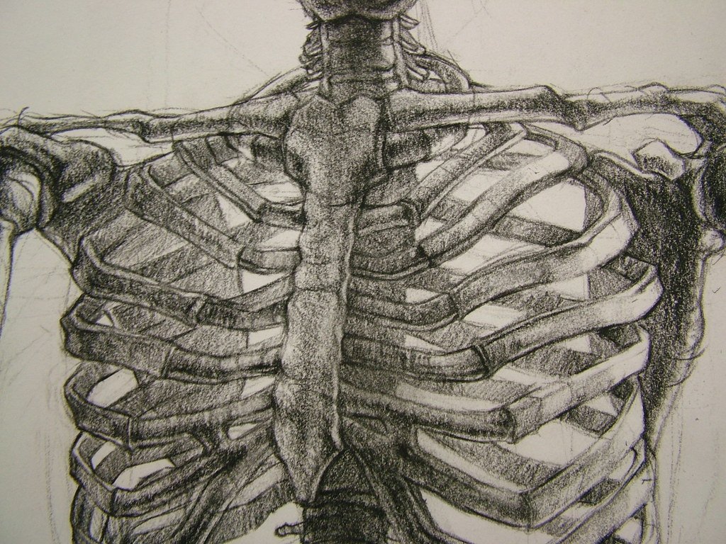 Как рисовать ребра