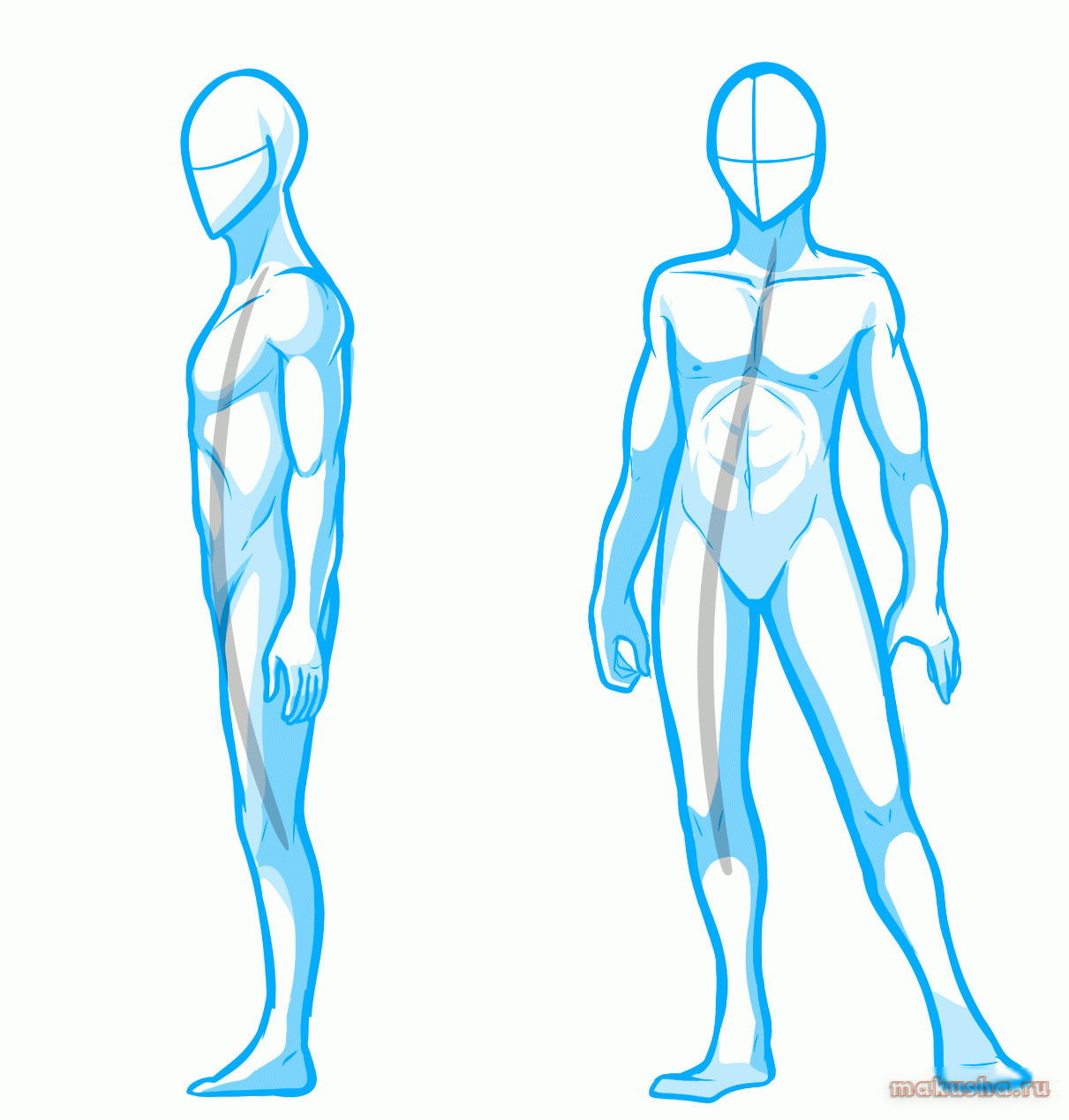 Анатомия для начинающих. Человек в полный рост референс анатомия. Тело рисунок. Нарисовать тело человека. Аниме тело.