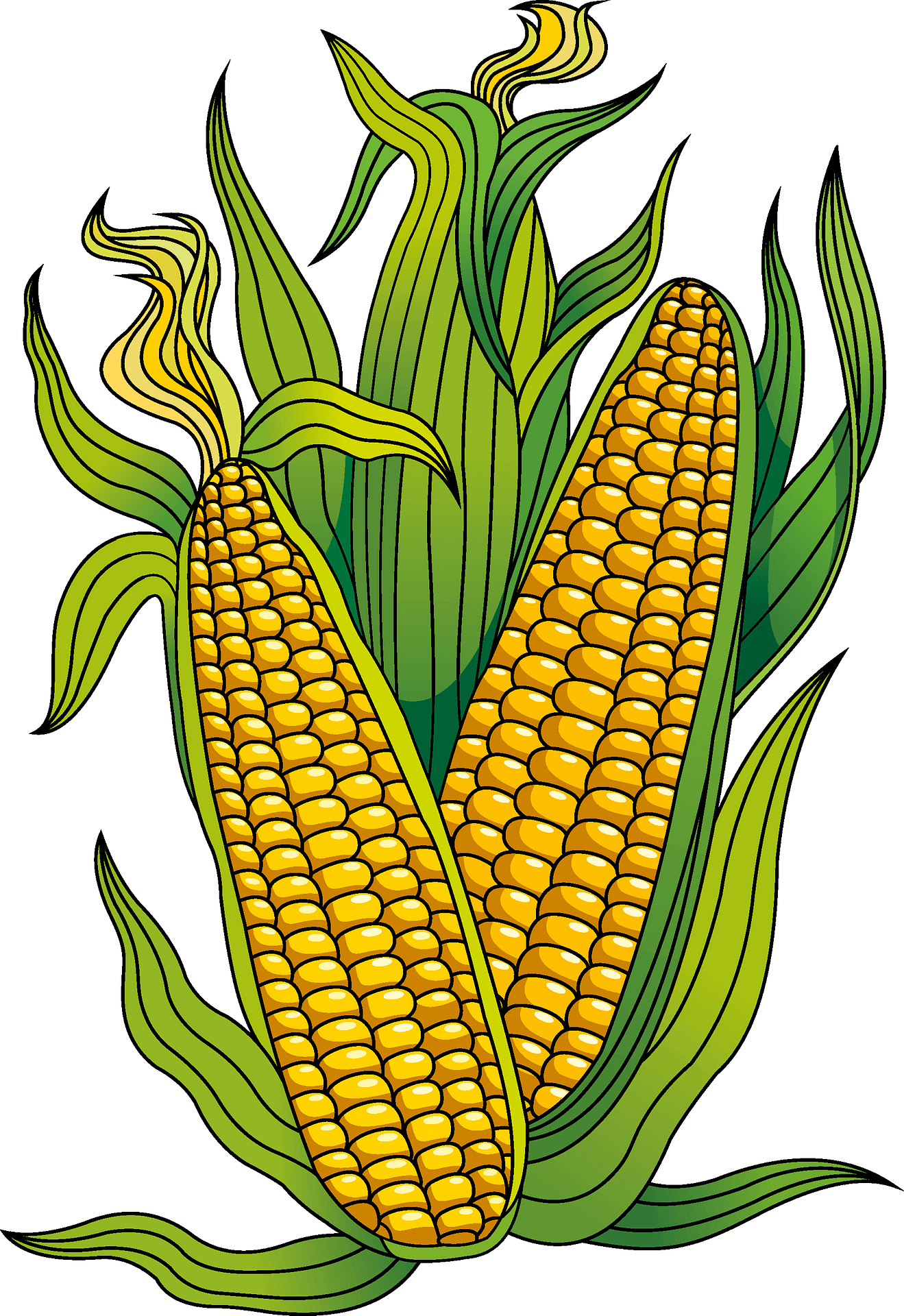 Кукуруза картинки на прозрачном фоне. Стилизация кукурузы. Дети кукурузы. Векторная кукуруза. Лист кукурузы рисунок.
