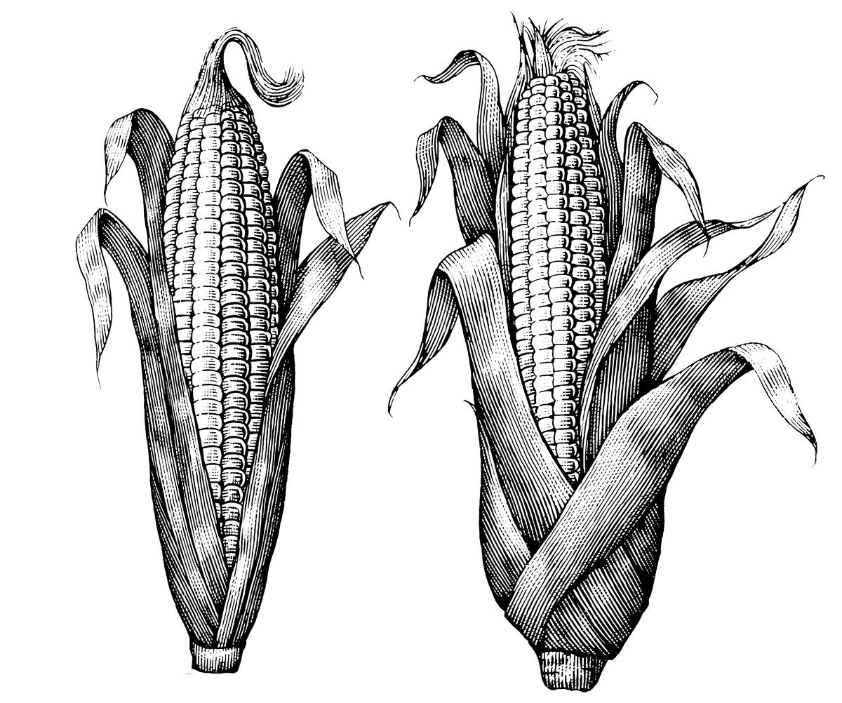 Кукуруза рисунок карандашом
