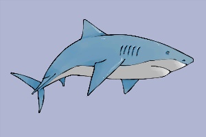 Рисунок акула для детей