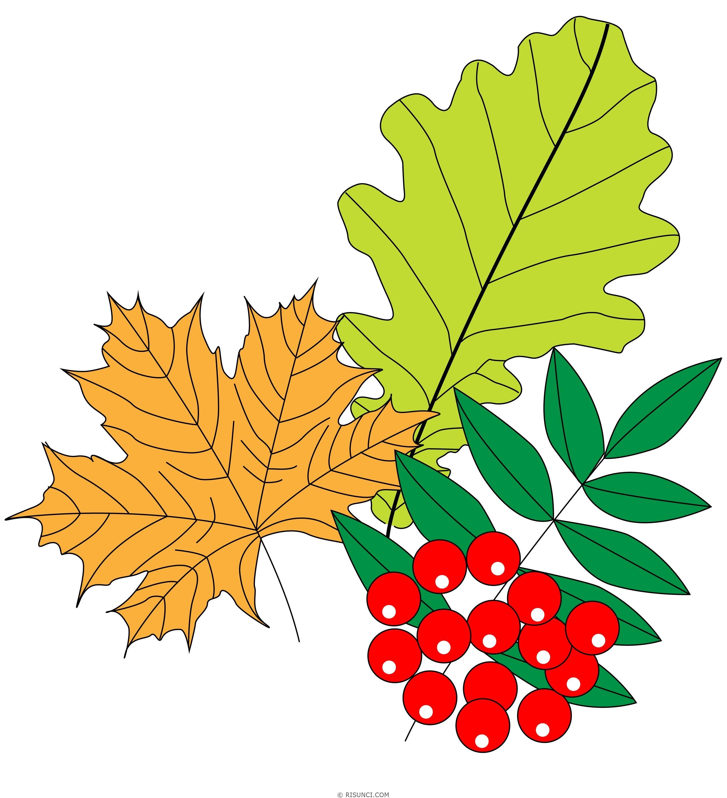 картинки листьев рябины для детей