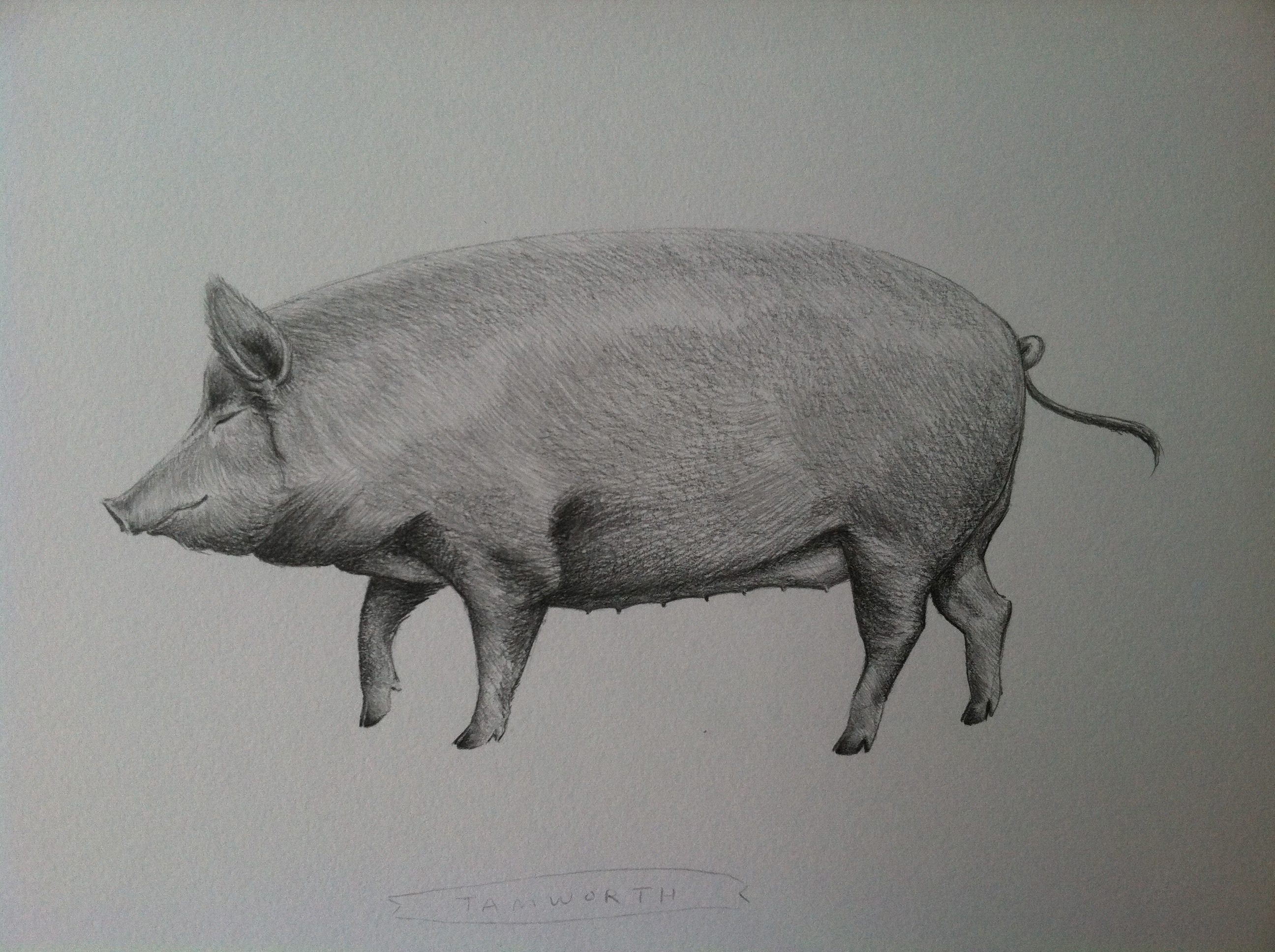 Свинья карандашом. Свинья сбоку карандаш. Свинья набросок. Нарисовать свинью карандашом.