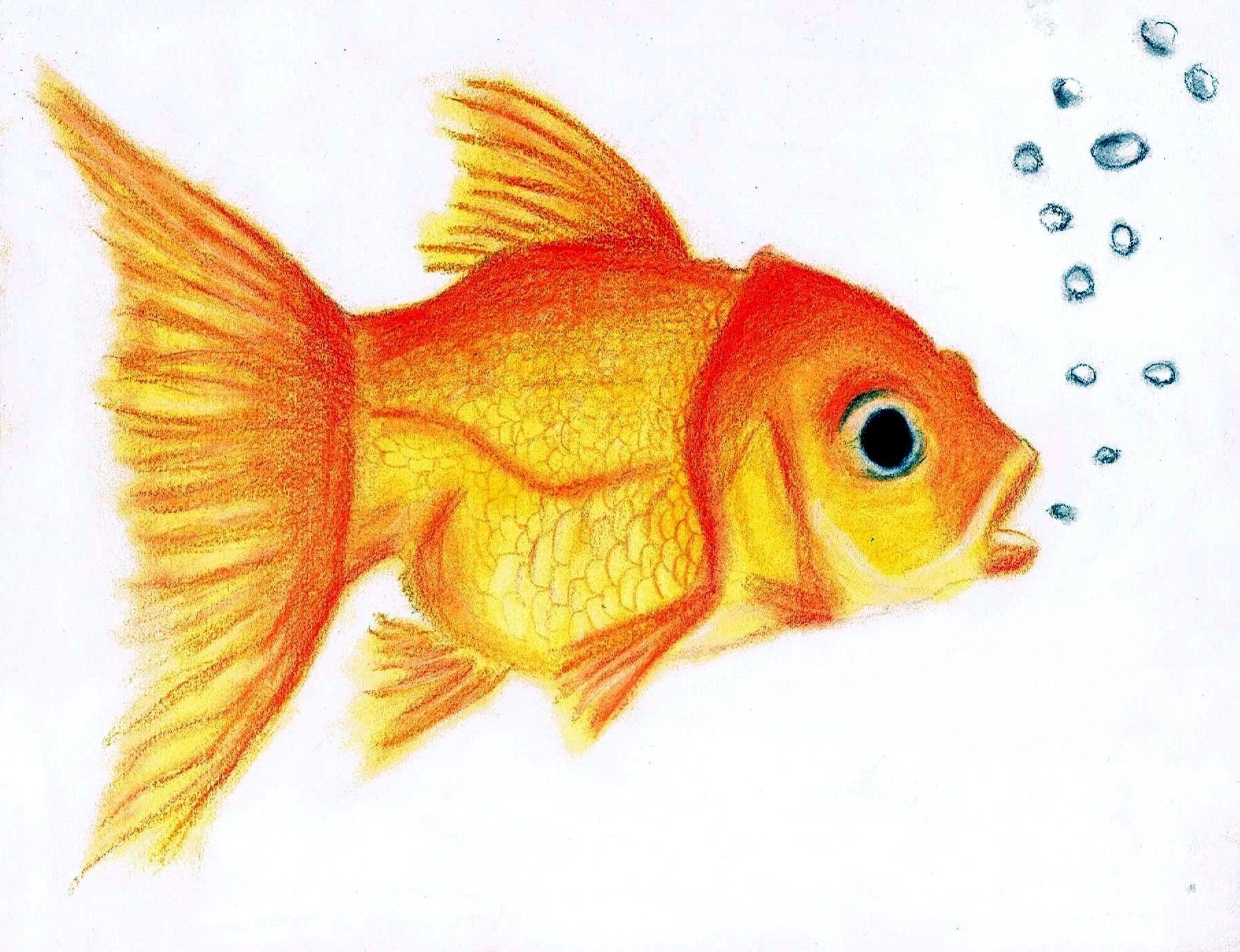 Goldfish кто нарисовал