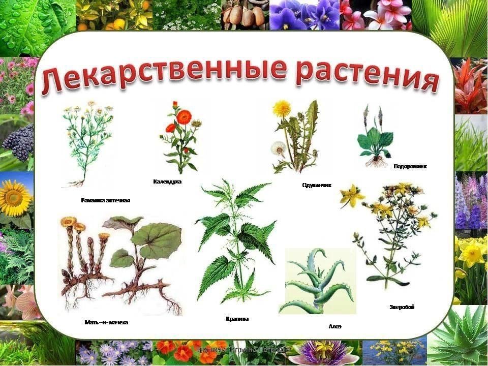 Растительный мир картинки для детей