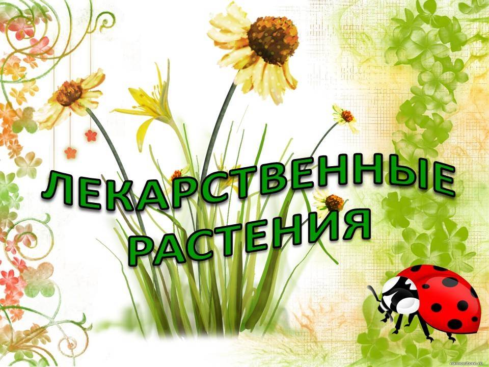 Лекарственные растения план