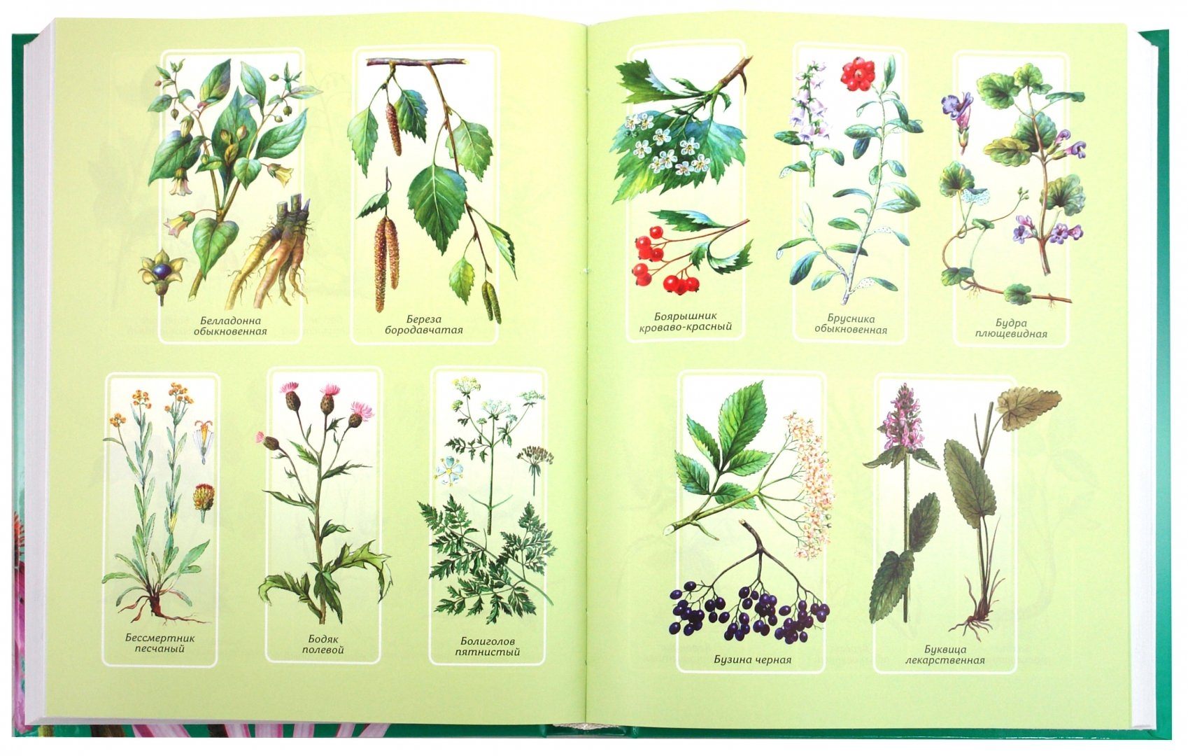 лекарственные растения картинки