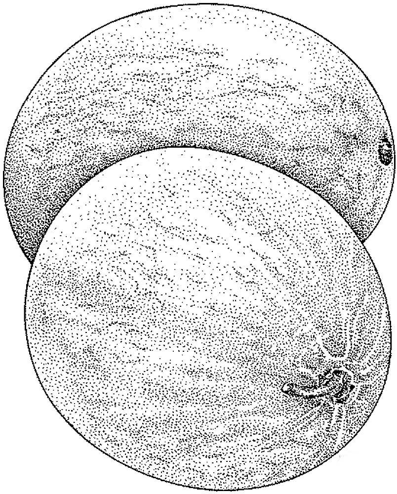 Дыня картинка рисунок
