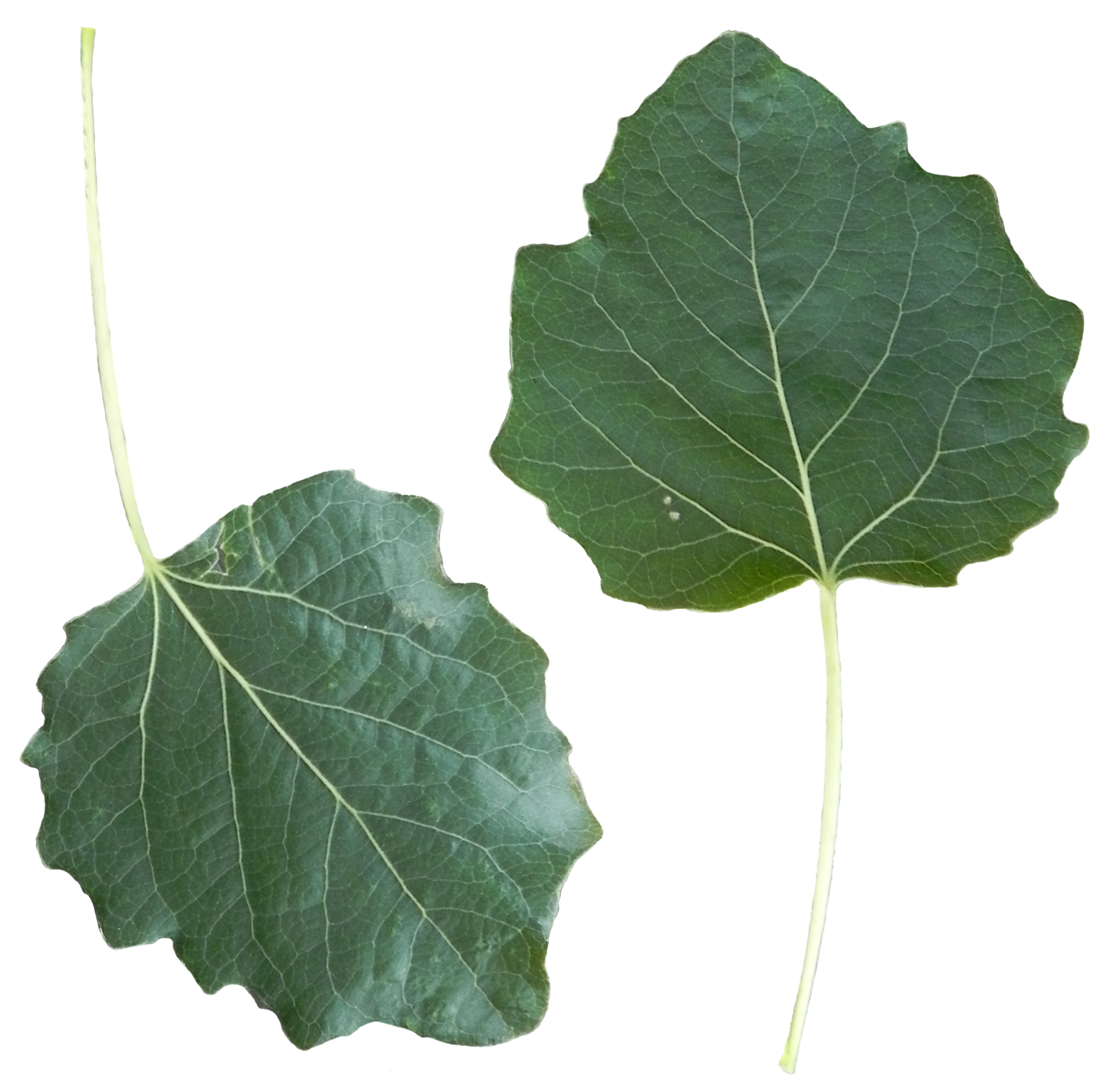Картинка осины на прозрачном фоне. Leaf Populus Alba. Листочки тополя. Лист осины. Листок осины.