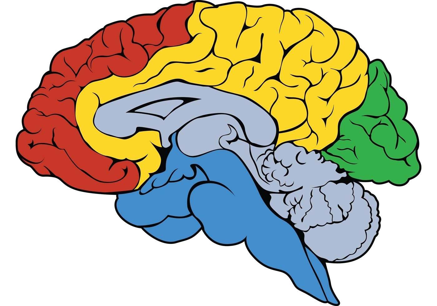 Brains brains brains слушать. Мозг рисунок. Мозг картинка. Мозг вектор.
