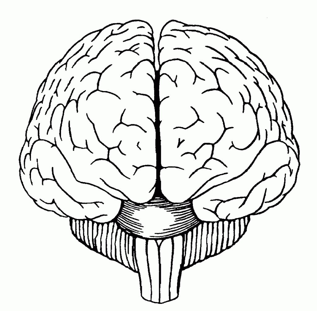 Как нарисовать головной мозг человека