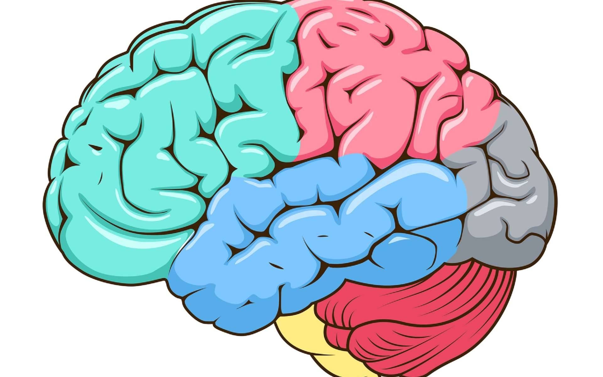 Изображение мозга. Головной мозг ребенка. Мозг рисунок. Мозг надпись картинка