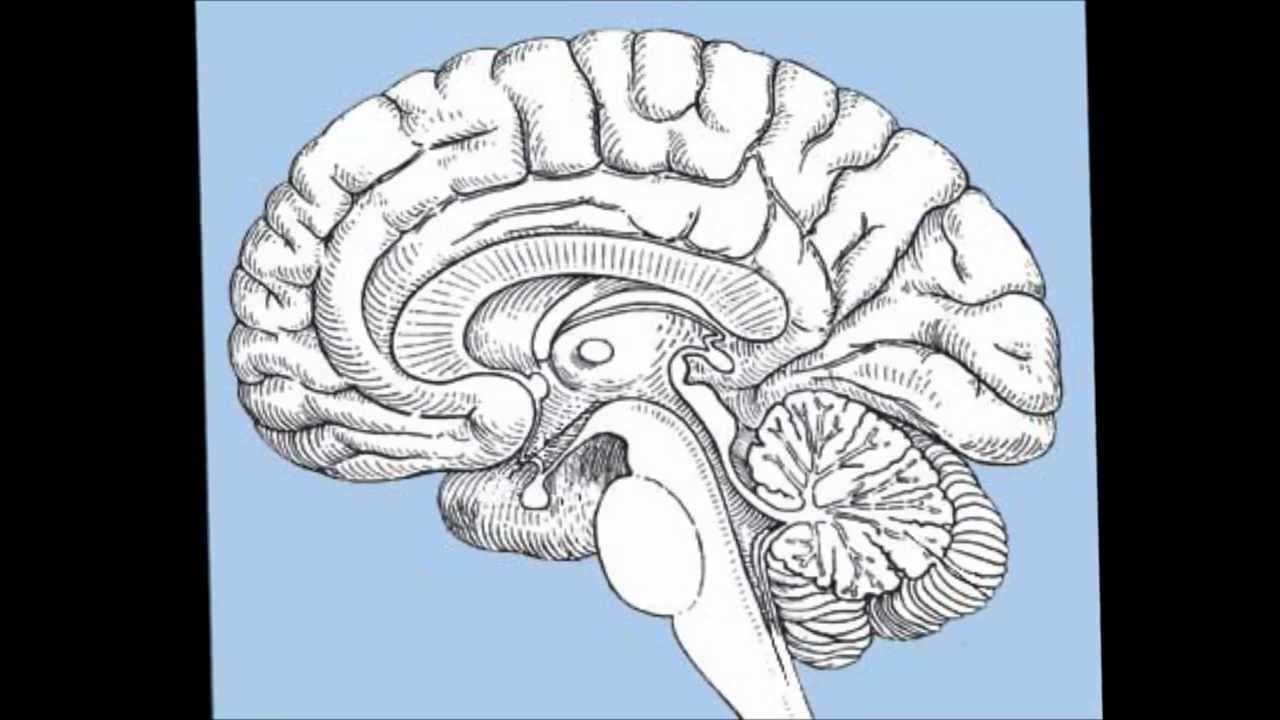 Мозг без подписей. Срединный Сагиттальный срез головного мозга. Сагиттальный разрез головного мозга. Сагиттальный срез головного мозга анатомия. Сагиттальный срез головного мозга рисунок.