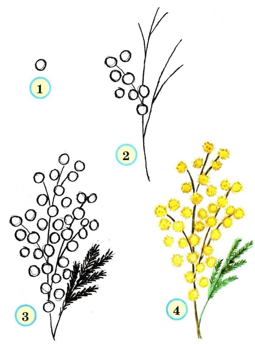 Как нарисовать мимозу маслом поэтапно