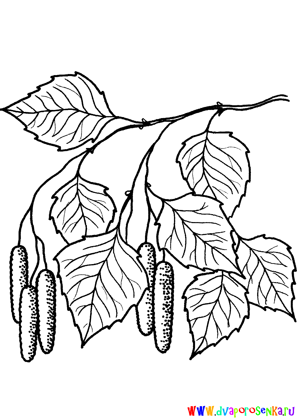 Картинки для срисовки березы