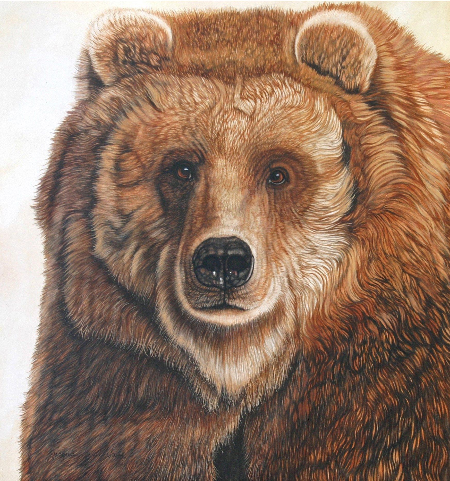 Медведь цветными карандашами. Медведь рисунок. Медведь арт. Медведь рисунок карандашом.