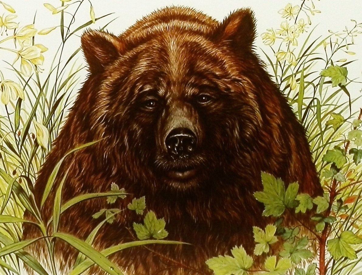 Медведь рисунок. Медведь портрет. Нарисовать медведя. Risnok Medved.