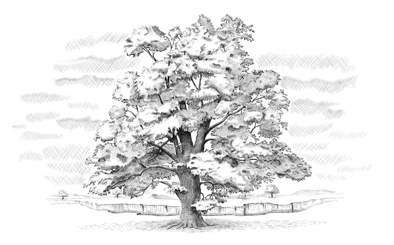 картинки дерева для срисовки