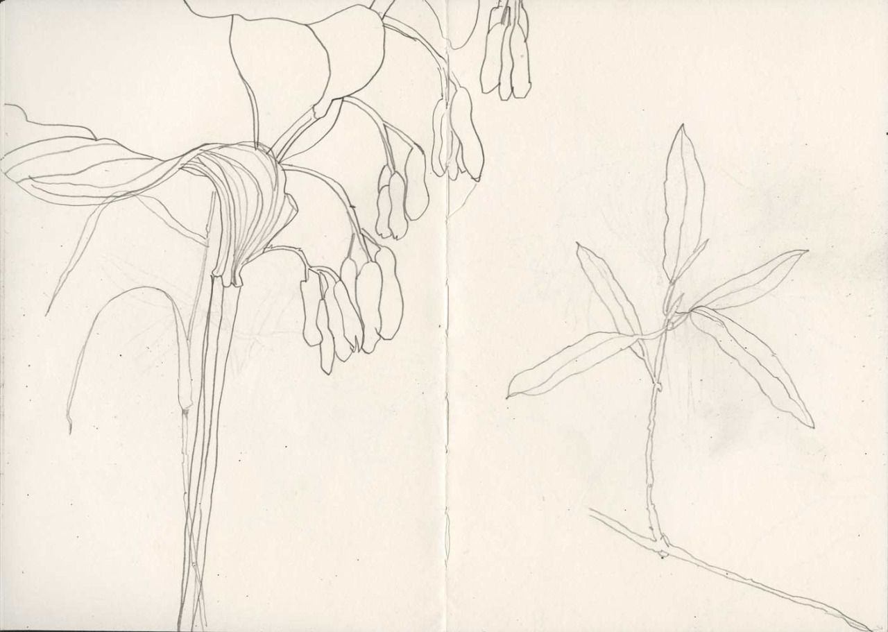Натура растения. Зарисовки растений. Зарисовки растений карандашом. Растения рисунок карандашом. Наброски растений карандашом.