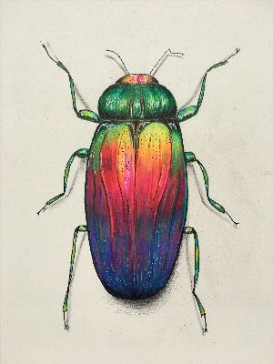 Рисунки жуков