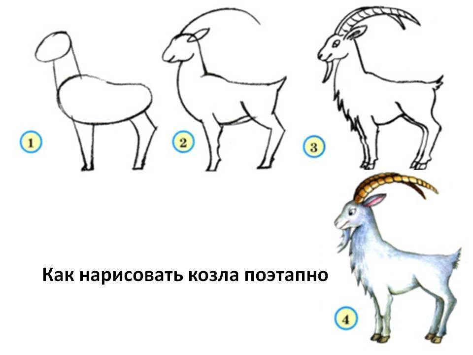 Как нарисовать козленка поэтапно