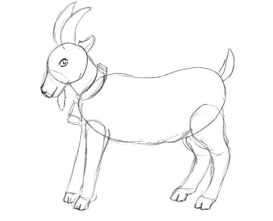 Рисунок козленка. Коза для рисования. Рисование козленок. Козлик карандашом. Рисунок козы карандашом для срисовки.