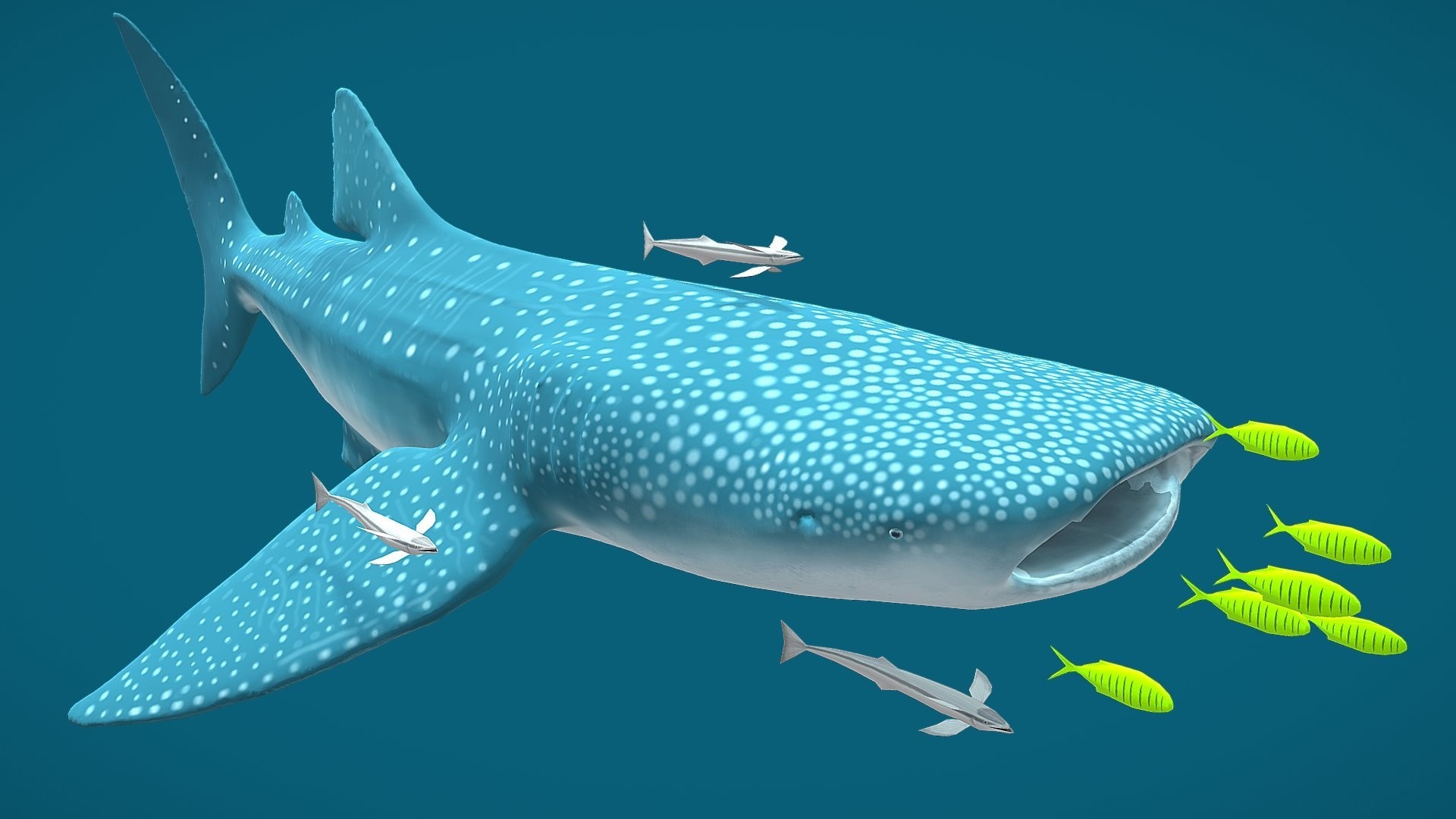 Rekin 3d. Китовая акула референс. Большая китовая акула. Акула Whale Shark. Надкласс китовая акула.