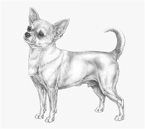 Как нарисовать собаку чихуахуа
