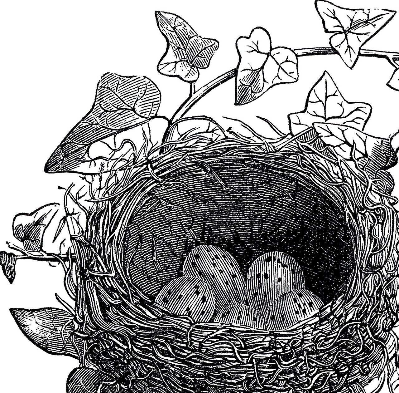 Гнездо вороны воронье гнездо варенье из малины