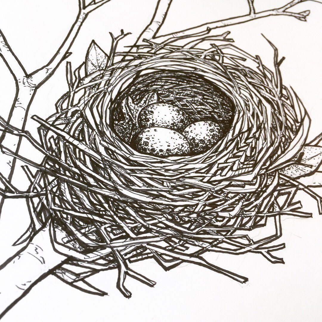 Гнездо для птиц для детей. Гнездо-шмедо. Голкьиноп гнездо Корнифер. Птичье гнездо сбоку. Гнездо раскраска.