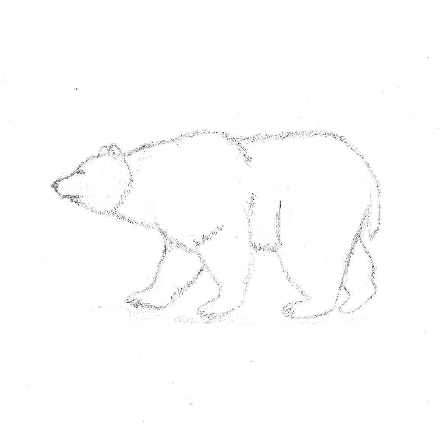 бурый медведь картинки нарисованные