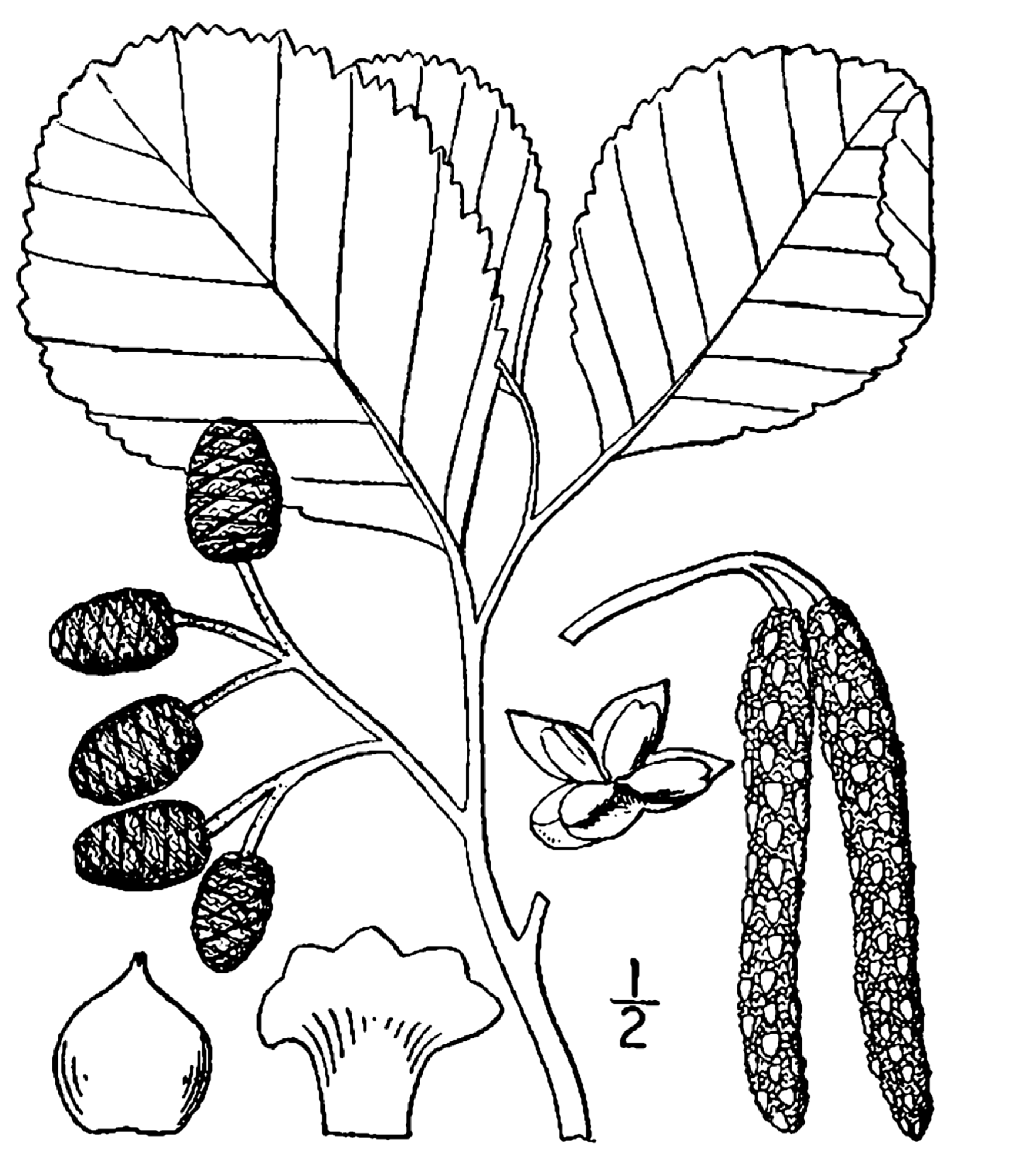 Рисунок ольхи дерева