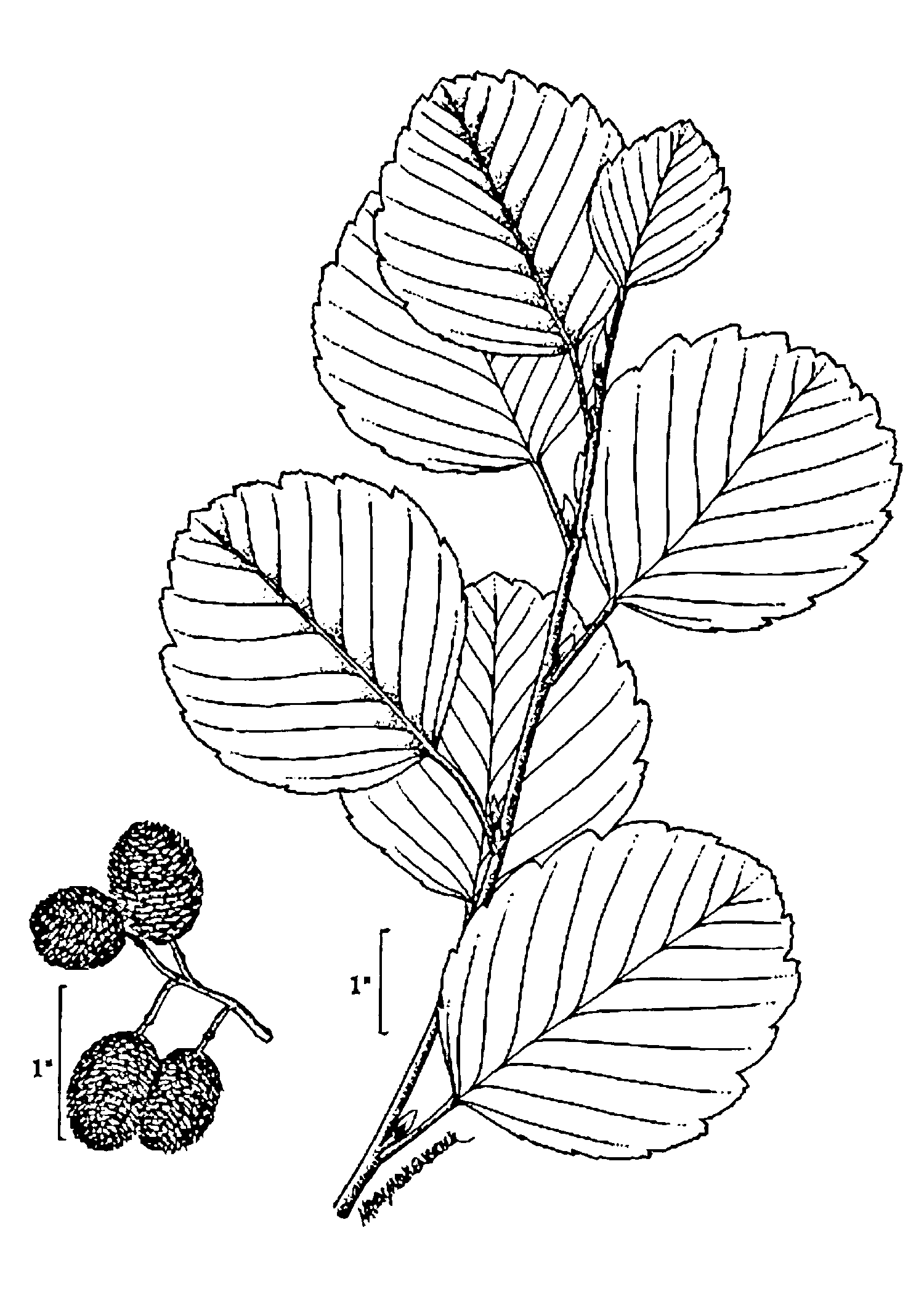 Лист ольхи рисунок