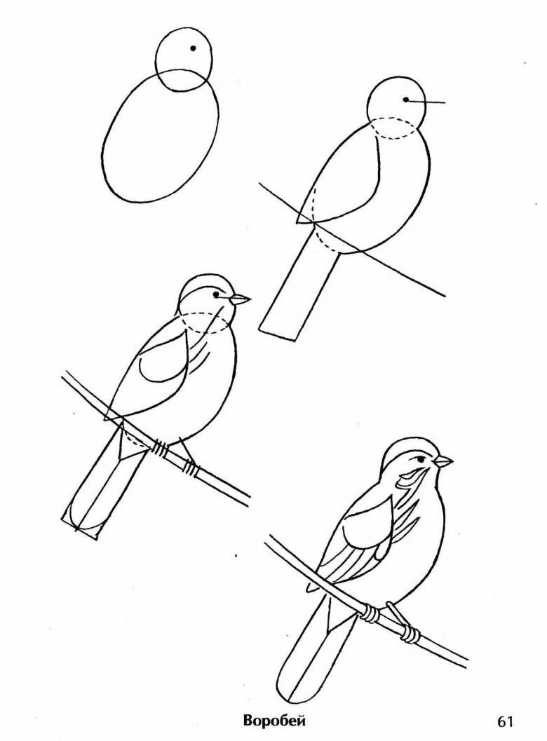 Воробья рисовать поэтапно