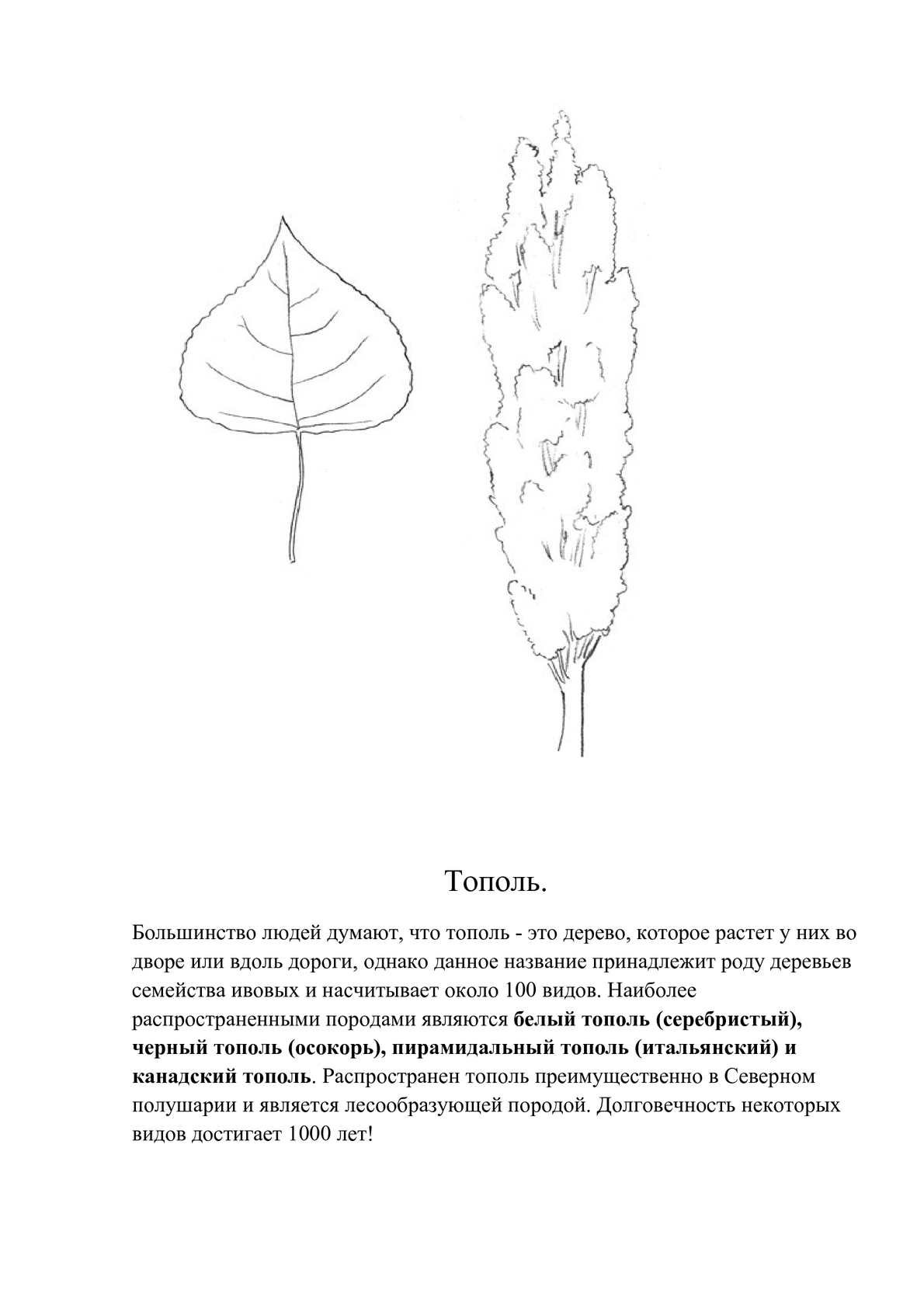 Тополя рисунок для детей