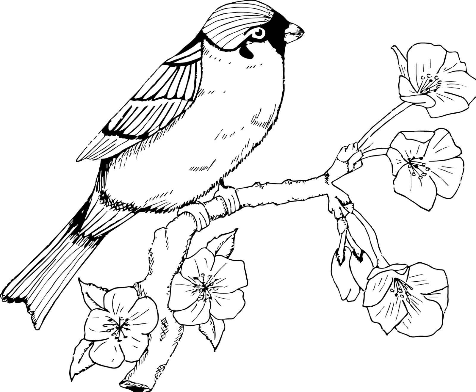 День птиц распечатать. Птица рисунок. Птичка на ветке рисунок. Рисунки птичек для срисовки. Раскраска птичка на ветке для детей.