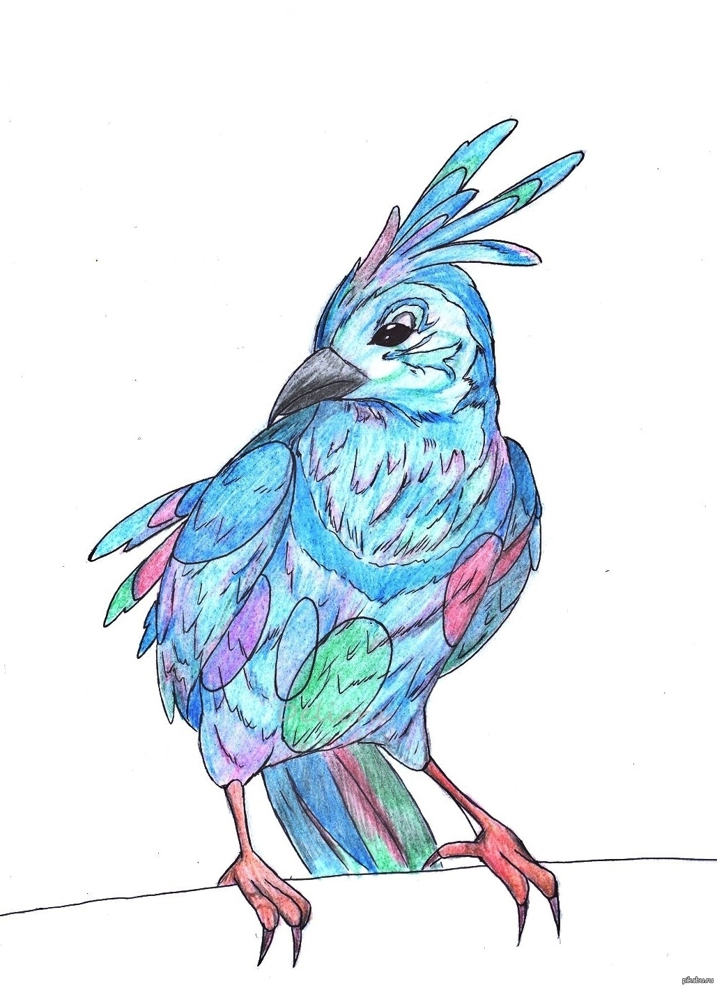 Срисовки красивых птиц. Птицы для срисовки. Рисунки птиц для срисовки. Рисунки для срисовки птицы легкие. Картинки птиц для срисовки цветные.