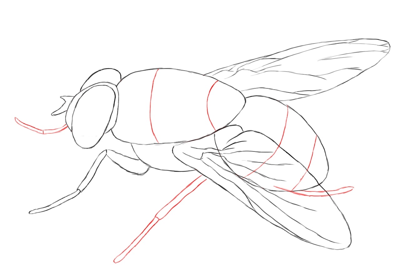 Картинки муха для срисовки