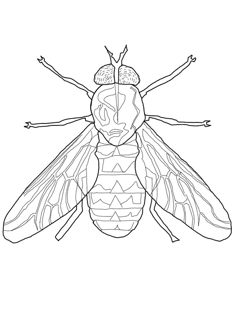 Муха рисунок для детей простой