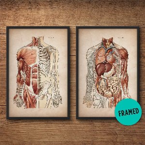 Зарисовки анатомии человека