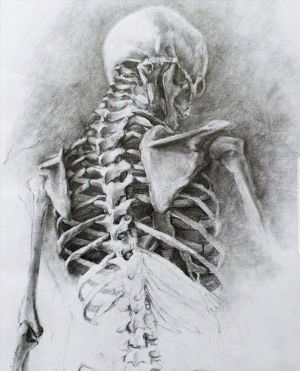 Скелет человека академический рисунок